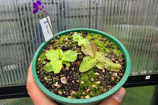 Pinguicula 'Rio Ara' - Cold Temperate Butterwort
