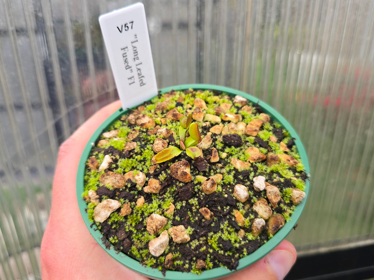 Dionaea muscipula "Long Leafed Fused" F1 - Venus Fly Trap