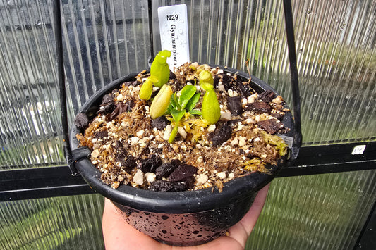 Nepenthes gymnamphora - Intermediate Tropical Pitcher Plant