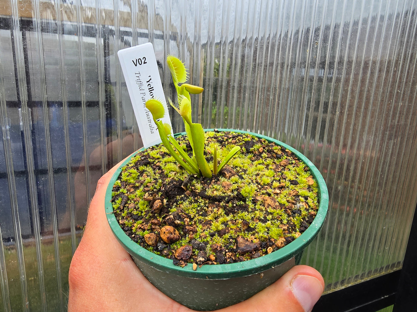 Dionaea muscipula 'Yellow Form' - Venus Fly Trap