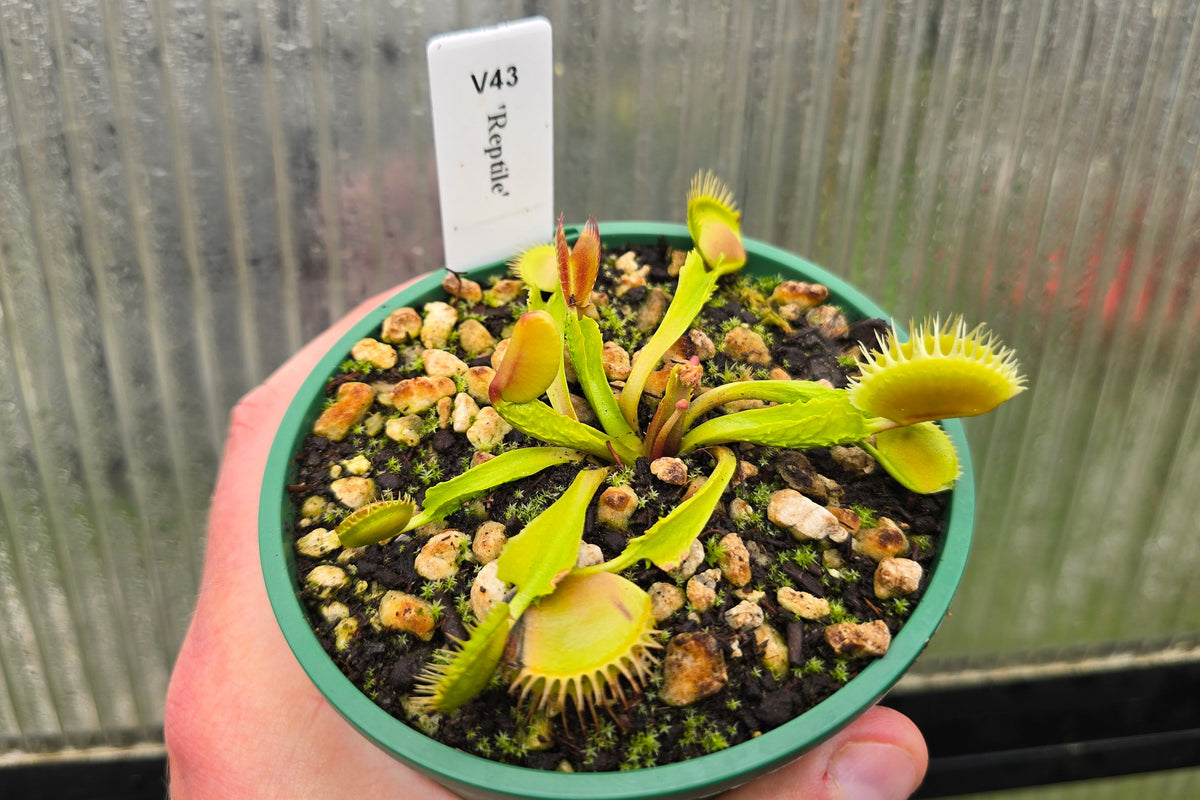 Dionaea muscipula 'Reptile' - Venus Fly Trap