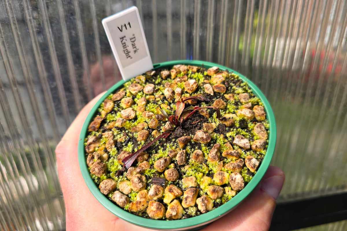 Dionaea muscipula 'Dark Knight' - Venus Fly Trap
