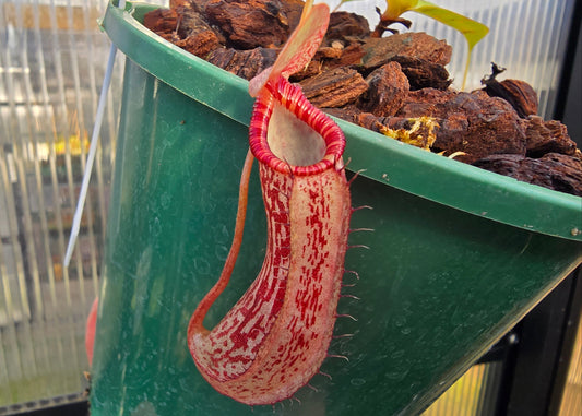 Nepenthes NOID - Intermediate Tropical Pitcher Plant
