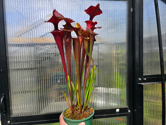 SEED - Sarracenia flava var. atropurpurea - American Pitcher Plant - 10+ Per Packet