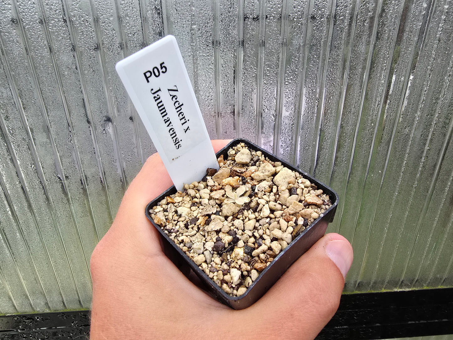 Pinguicula zecheri x jaumavensis - Mexican Butterwort