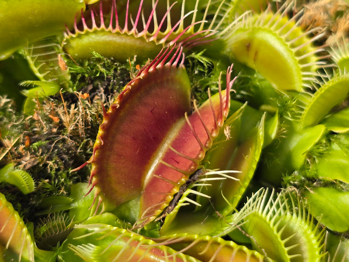 Dionaea muscipula 'Phalanx’ - Venus Fly Trap