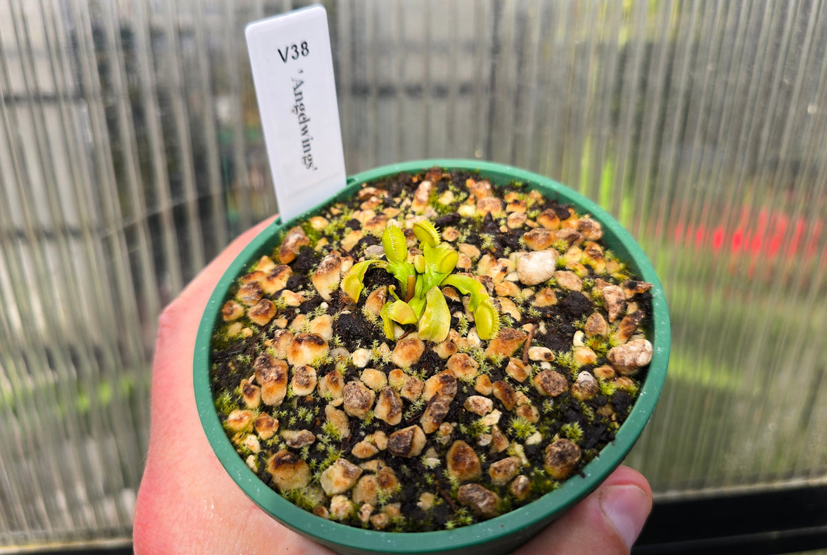 Dionaea muscipula 'Angelwings' - Venus Fly Trap