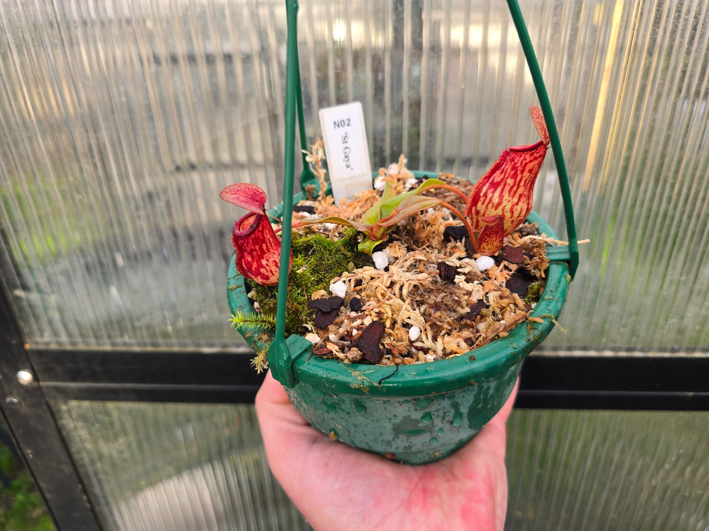 Nepenthes 'St Gaya' - Intermediate Tropical Pitcher Plant
