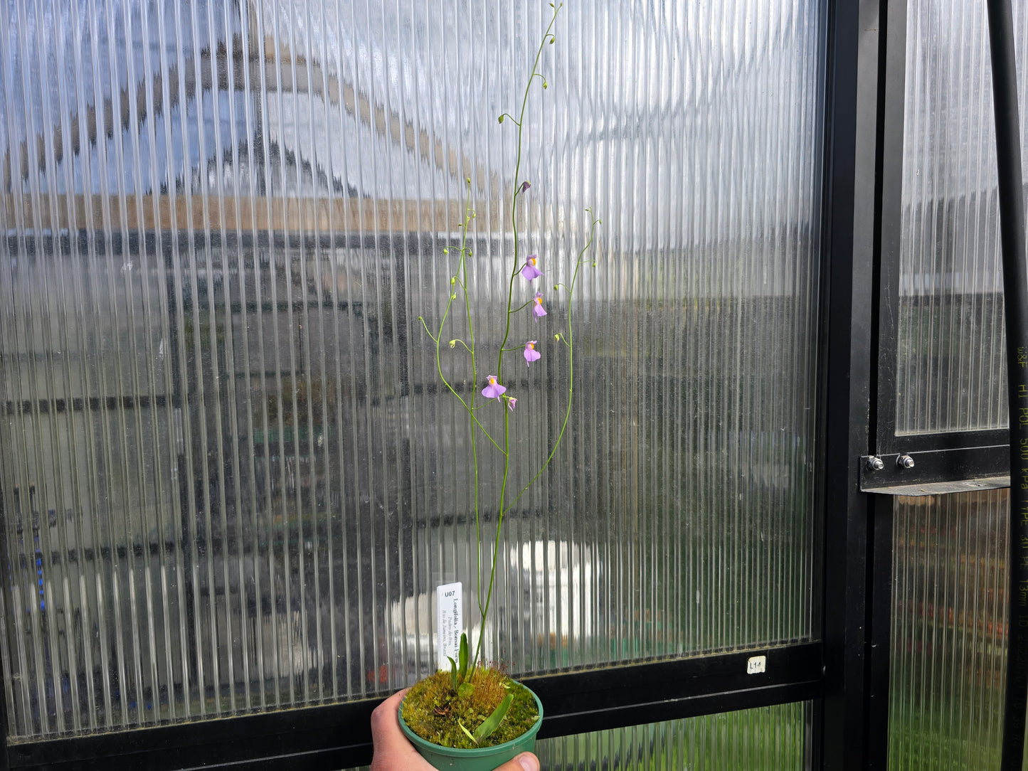 Utricularia longifolia 'Bonsai Form' (Pedro do Rio, Rio de Janeiro, Brazil) - Tropical Long-Leafed Bladderwort