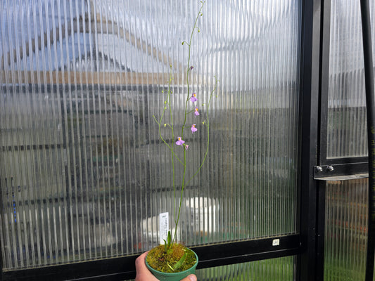 Utricularia longifolia 'Bonsai Form' (Pedro do Rio, Rio de Janeiro, Brazil) - Tropical Long-Leafed Bladderwort