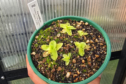 Pinguicula grandiflora (Pirineos, Andora) - Cold Temperate Large-Flowered Butterwort