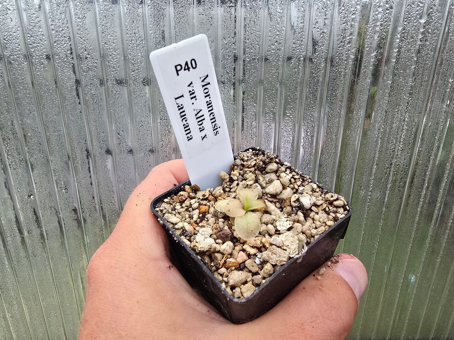 Pinguicula moranensis var. alba x laueana - Mexican Butterwort