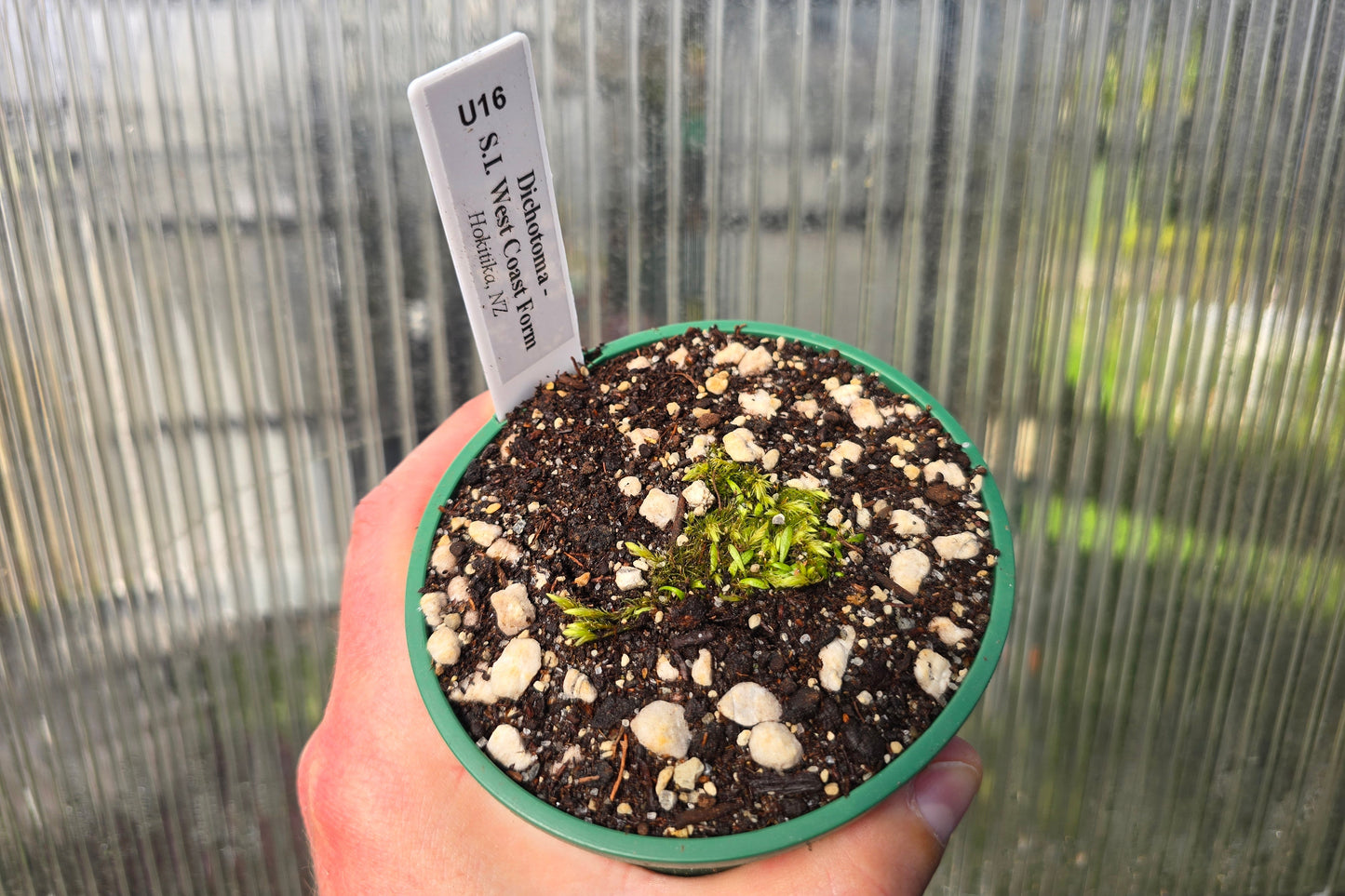 Utricularia dichotoma - S.I. West Coast Form (Hokitika, NZ) - Terrestrial Fairy Aprons Bladderwort (Copy)