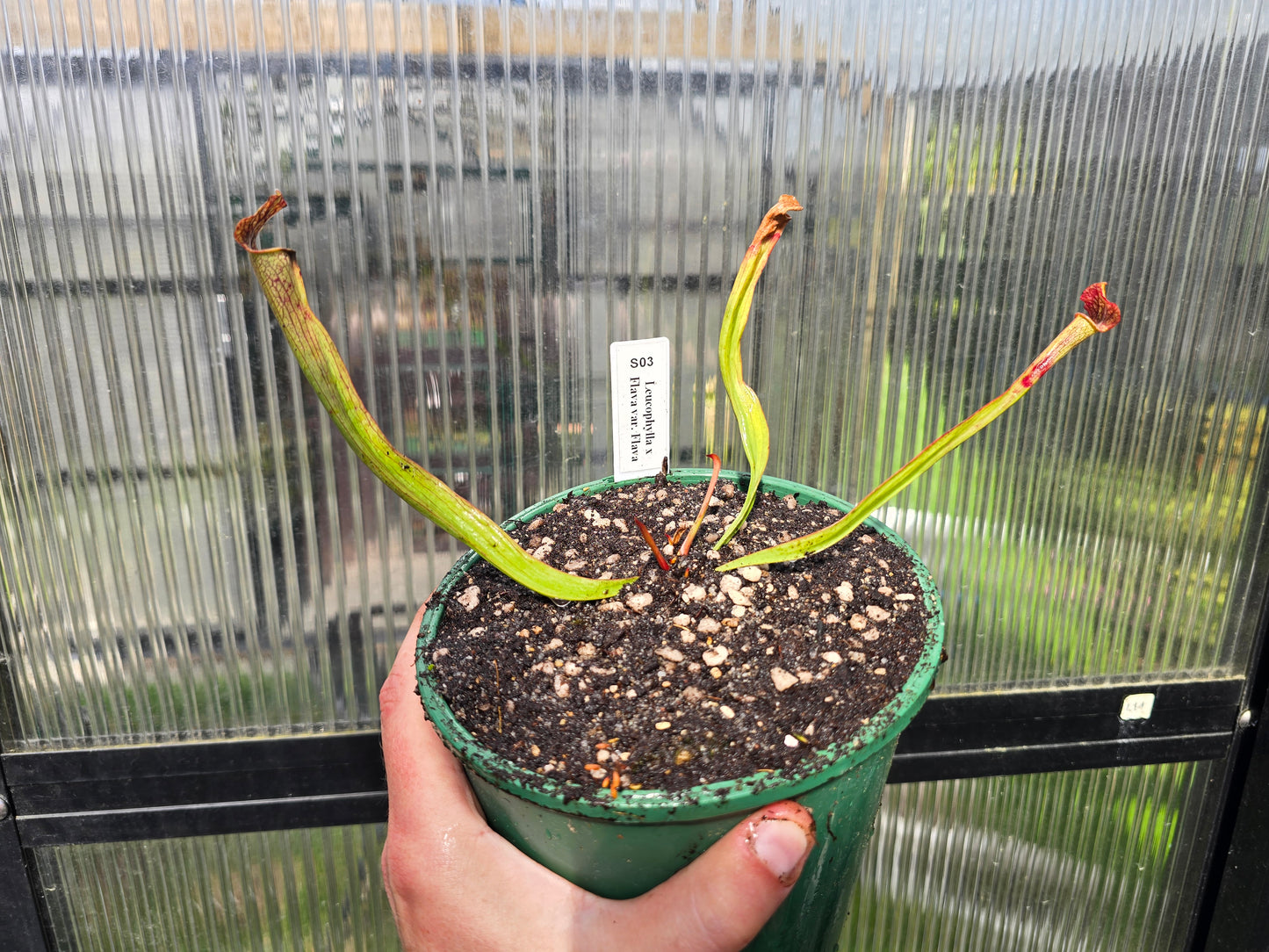 Sarracenia leucophylla x flava var. flava - American Pitcher Plant