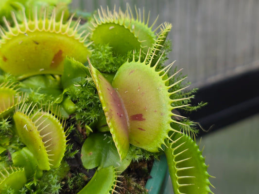 Dionaea muscipula 'Patches' - Venus Fly Trap