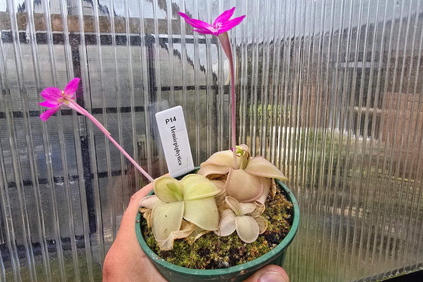 Pinguicula hemiepiphytica - Mexican Butterwort