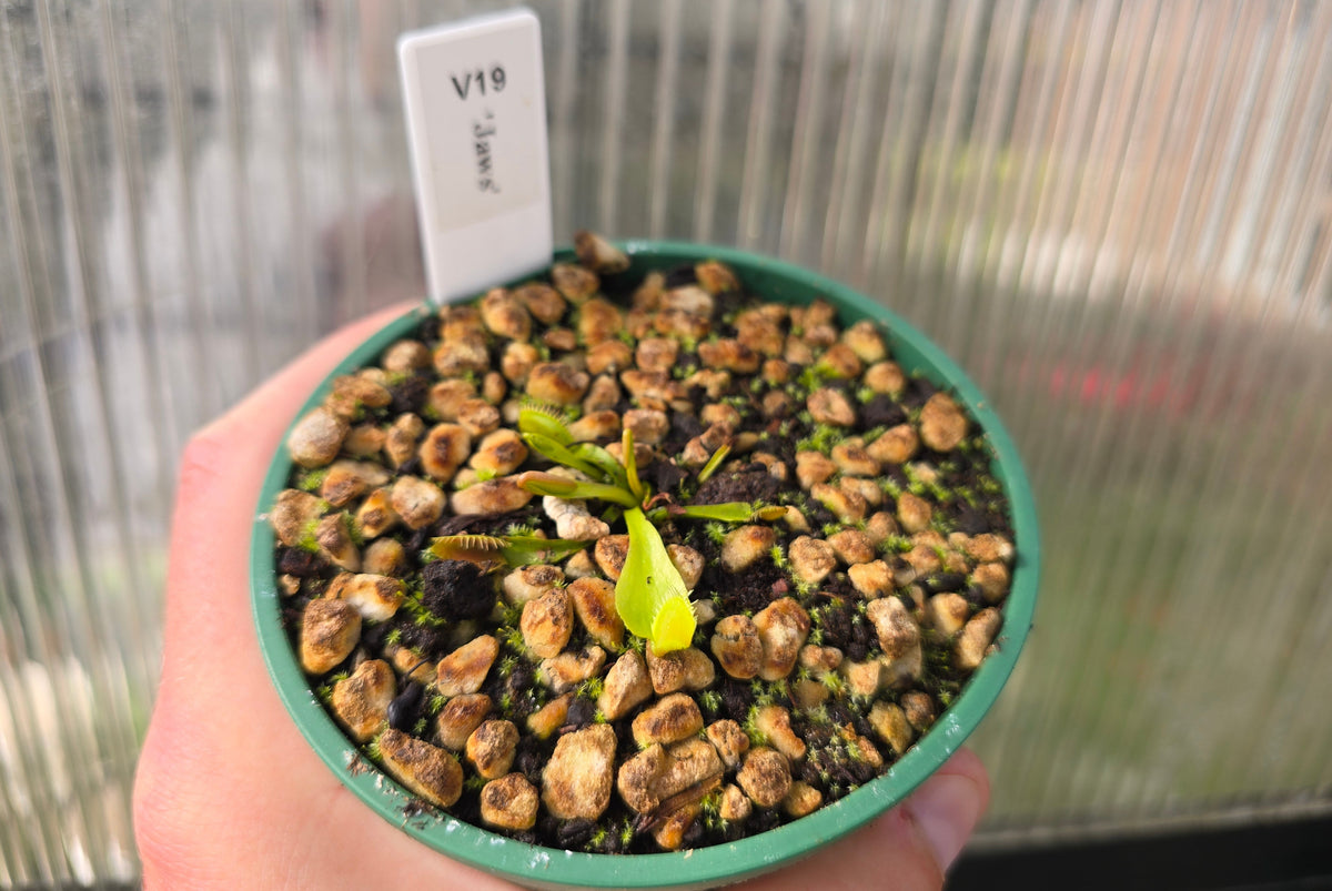 Dionaea muscipula 'Jaws' - Venus Fly Trap