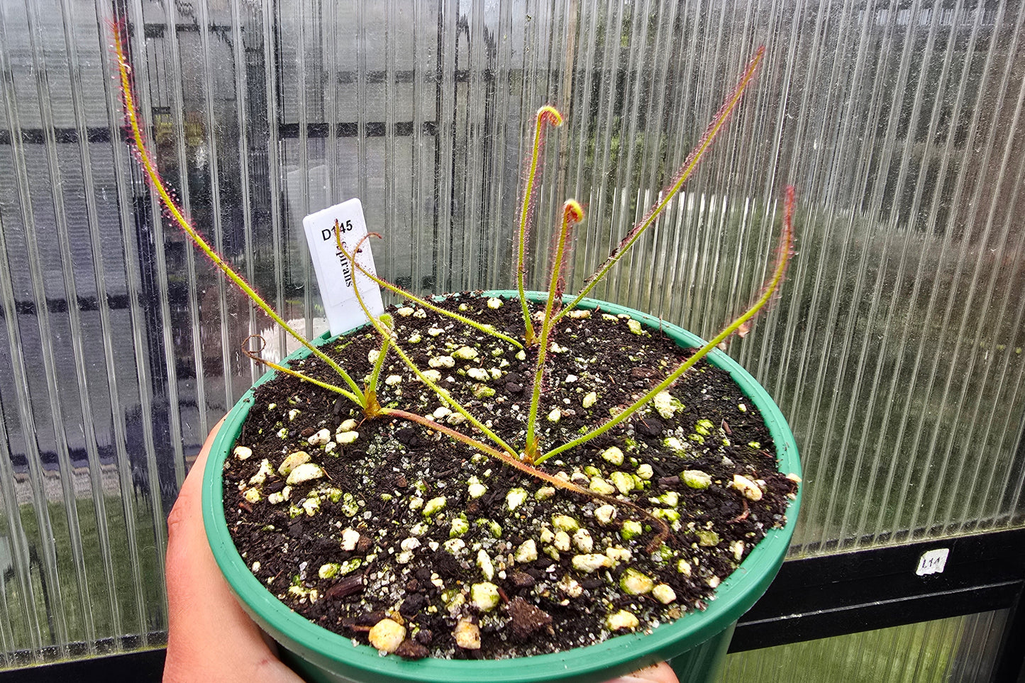 Drosera spiralis - Tropical Sundew