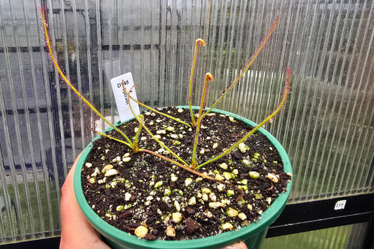 Drosera spiralis - Tropical Sundew