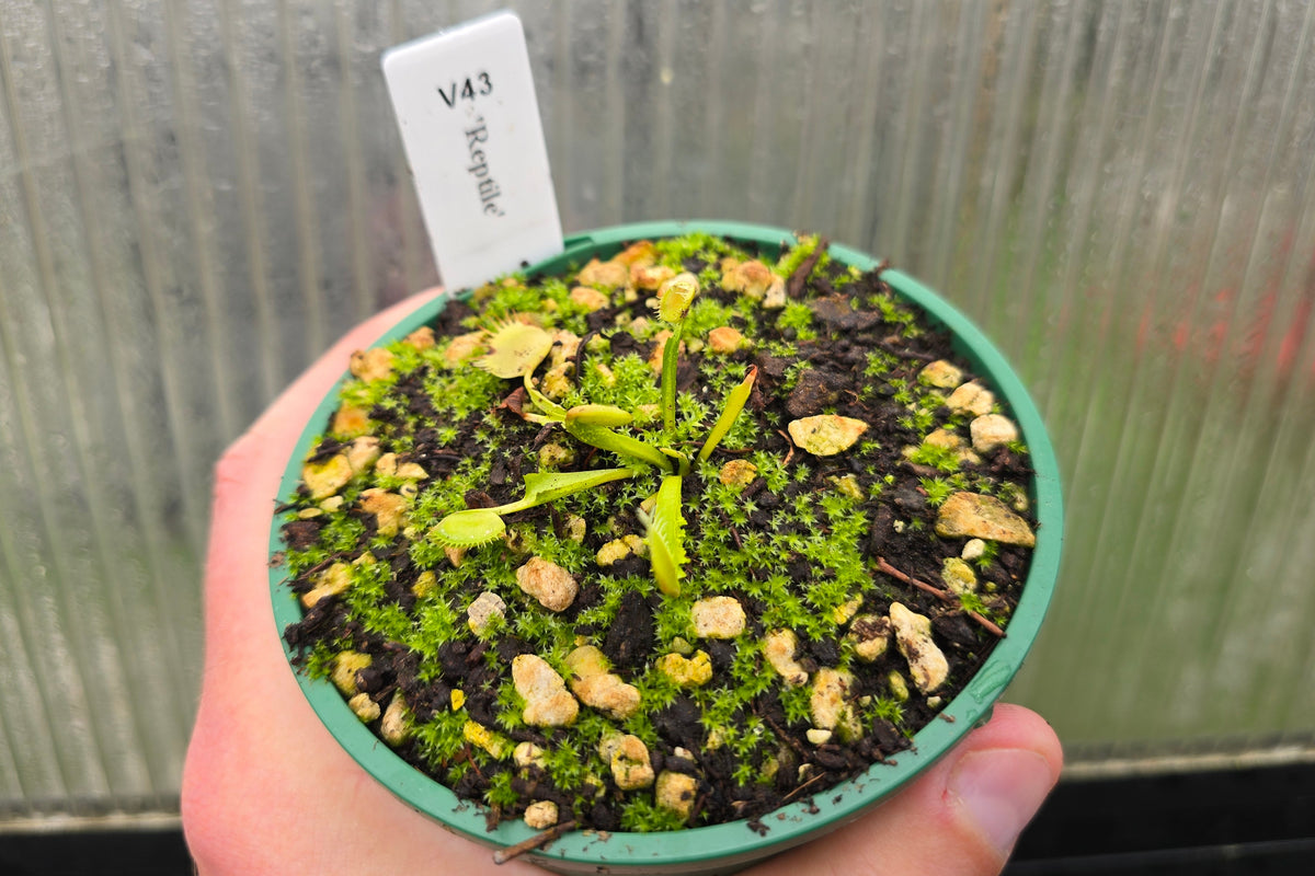 Dionaea muscipula 'Reptile' - Venus Fly Trap