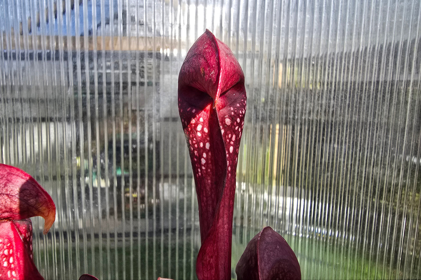 Sarracenia 'Formosa' - American Pitcher Plant