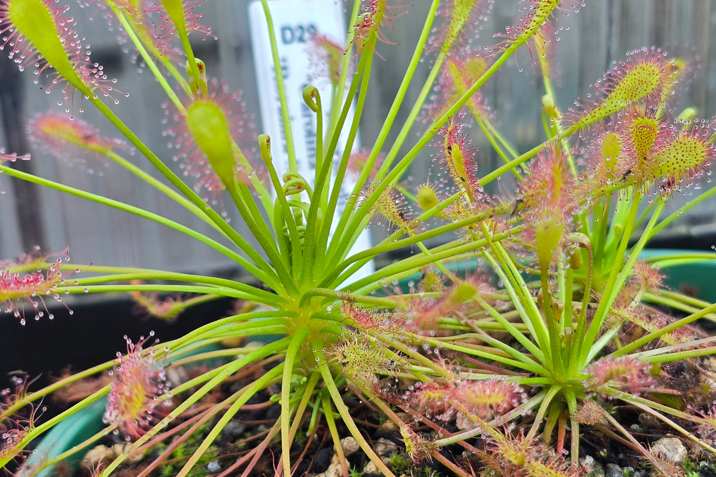 Drosera intermedia 'Carolina Giant' x 'Roraima State, Brazil' - The Oblong-leaved Sundew