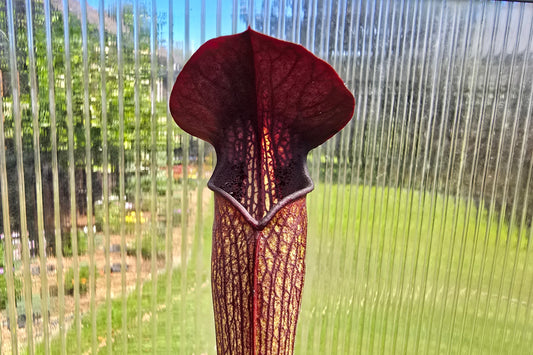 Sarracenia alata var. nigropurpurea (Desoto, Michigan, USA) - American Pitcher Plant