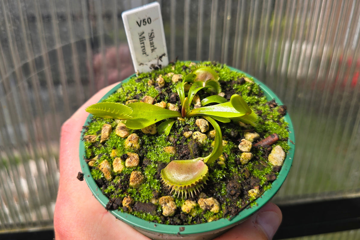 Dionaea muscipula 'Shark Mirror' - Venus Fly Trap