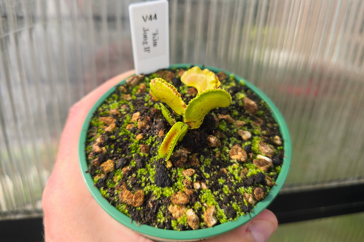Dionaea muscipula 'Kim Jong Il' - Venus Fly Trap