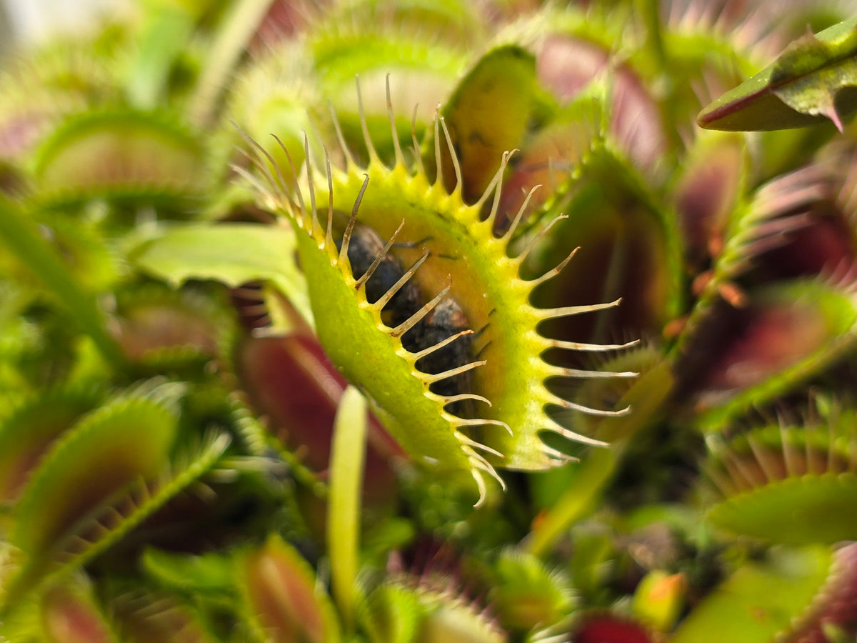 Dionaea muscipula 'DC XL’ - Venus Fly Trap
