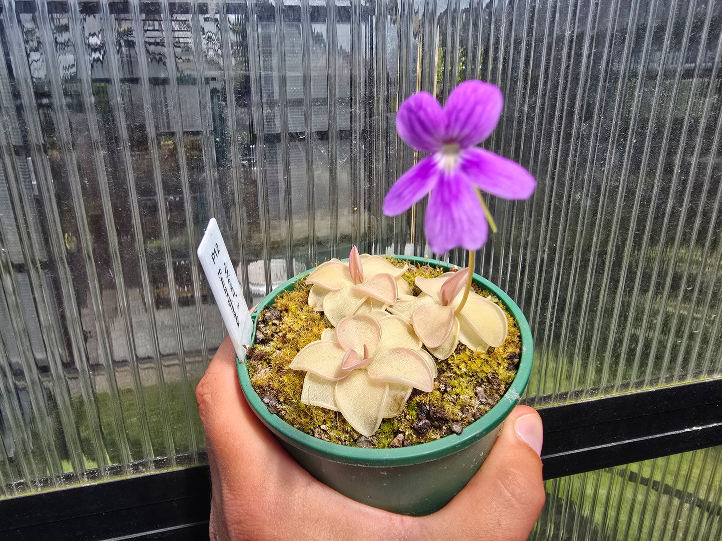 Pinguicula 'Weser' x emarginata - Mexican Butterwort