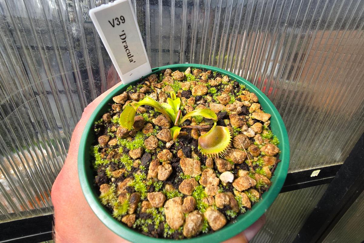 Dionaea muscipula 'Dracula' - Venus Fly Trap