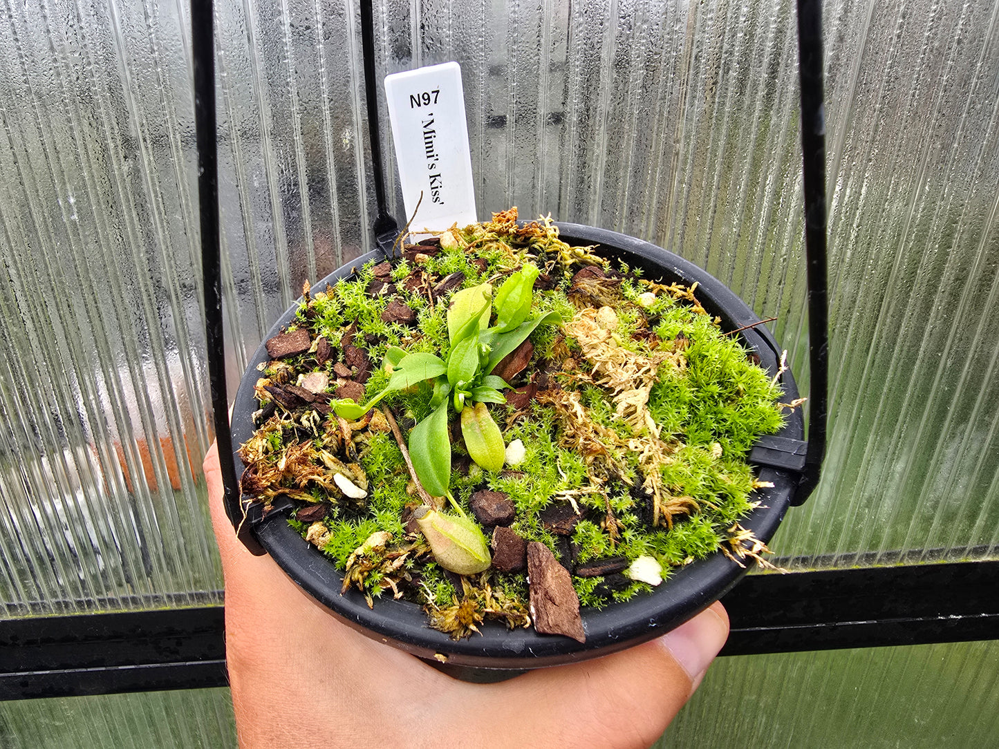 Nepenthes 'Mimi's Kiss' - BE-3823 - Highland Tropical Pitcher Plant