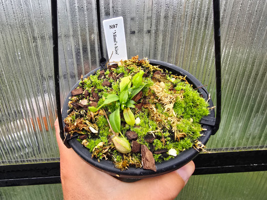 Nepenthes 'Mimi's Kiss' - BE-3823 - Highland Tropical Pitcher Plant