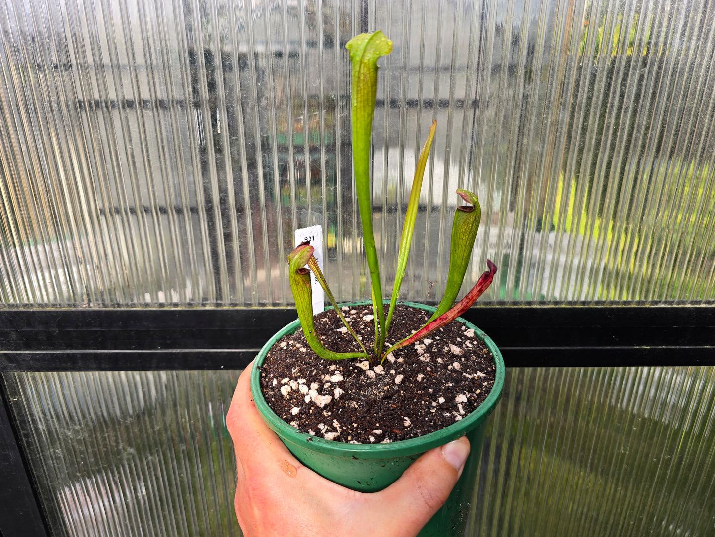 Sarracenia alata var. nigropurpurea (Desoto, Michigan, USA) - American Pitcher Plant