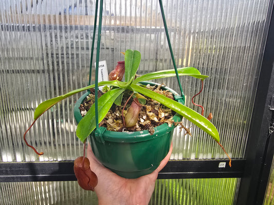 Nepenthes ventricosa - Highland Tropical Pitcher Plant