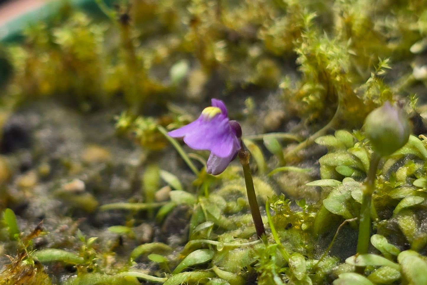 Utricularia dichotoma - Alpine Form (Queenstown, NZ) - Terrestrial Fairy Aprons Bladderwort