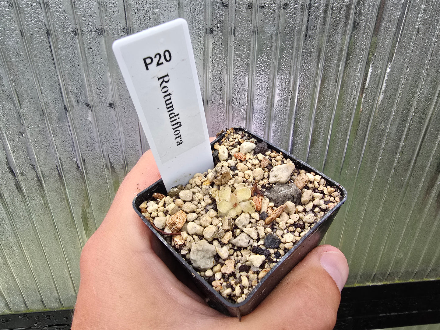 Gift Pack - Pinguicula (Mexican Butterwort) - Option 3