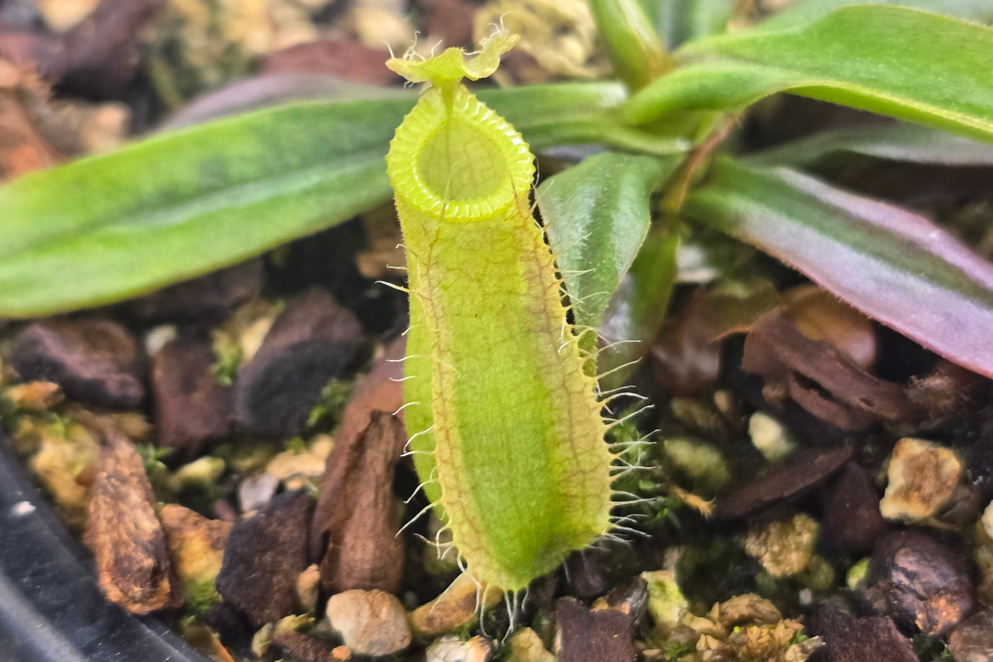 Nepenthes ampullaria x hamata - BE-3948 - Intermediate Tropical Pitcher Plant