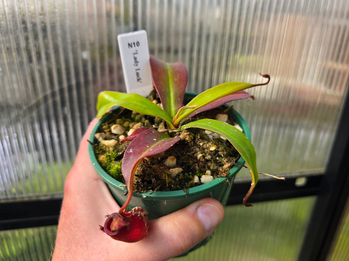 Nepenthes 'Lady Luck' - BE-3822 - Intermediate Tropical Pitcher Plant