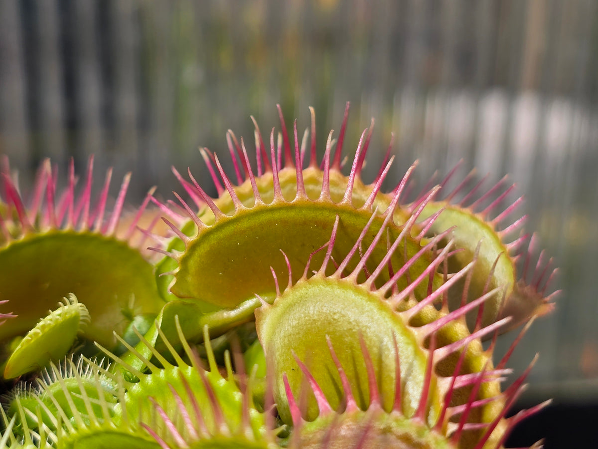 Dionaea muscipula 'SD Kronos' - Venus Fly Trap