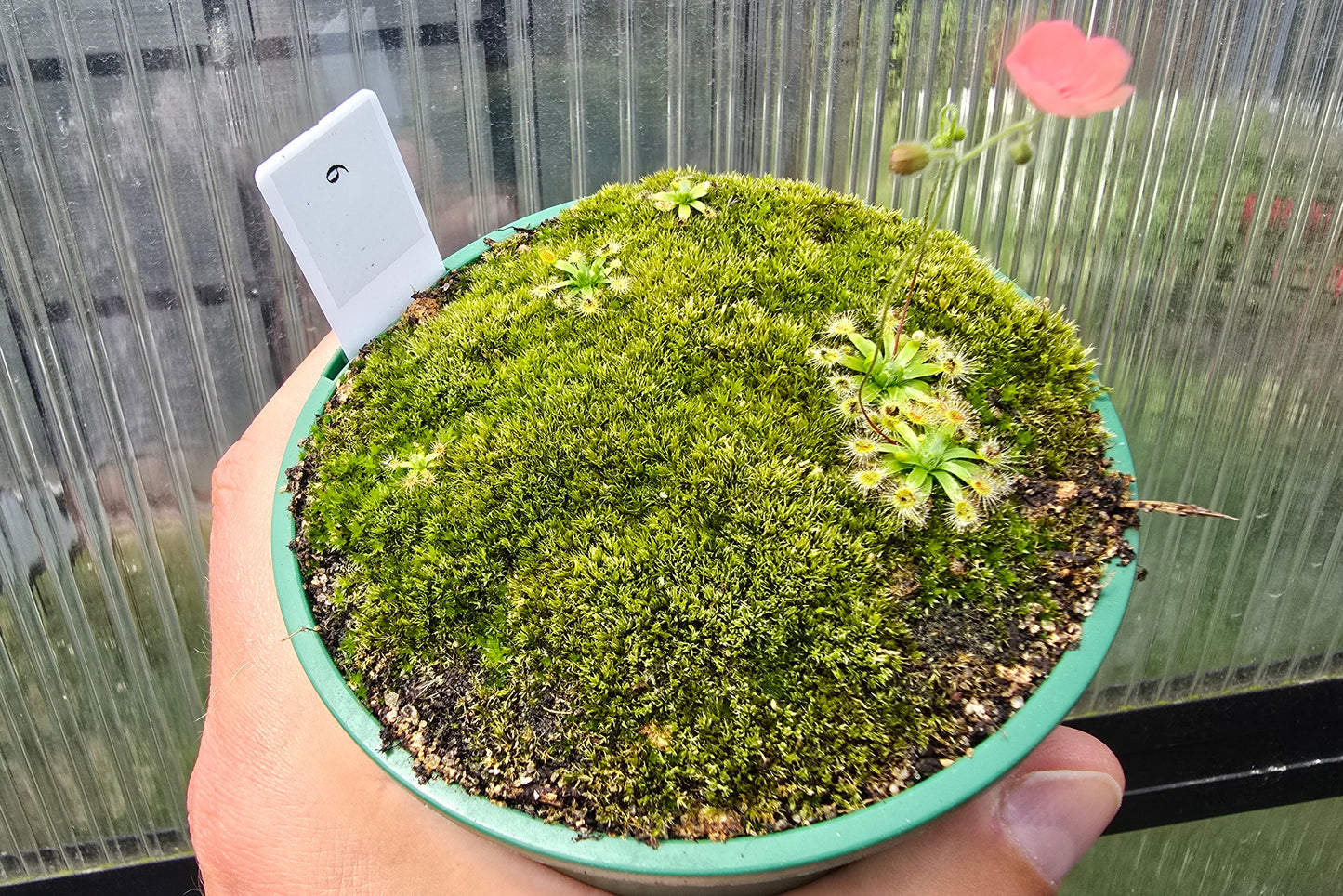 Drosera pulchella - Orange White Form - Pygmy Sundew