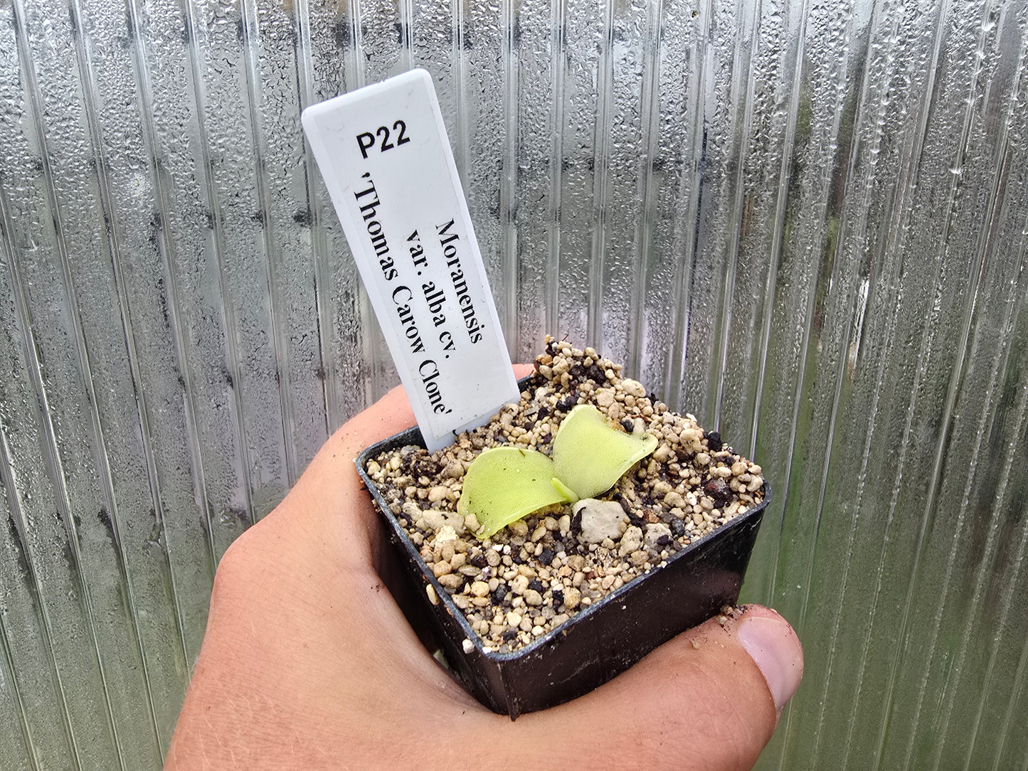 Pinguicula moranensis var. alba cv. 'Thomas Carow Clone' - Mexican Butterwort