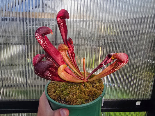 Sarracenia 'Formosa' - American Pitcher Plant