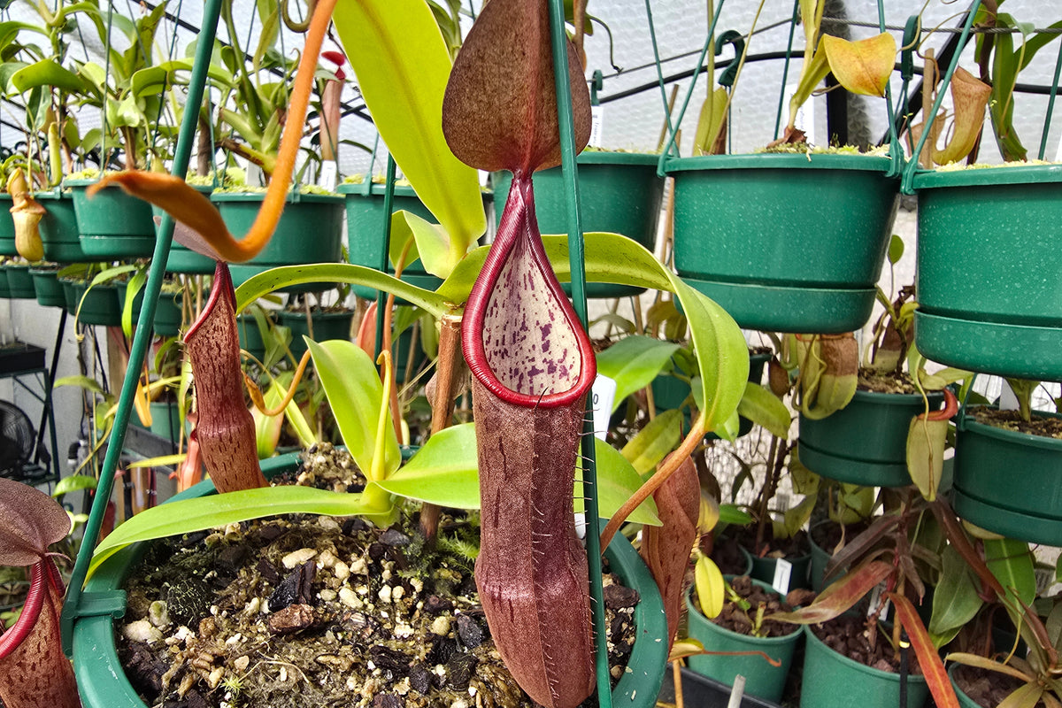 Nepenthes sanguinea - Intermediate Tropical Pitcher Plant