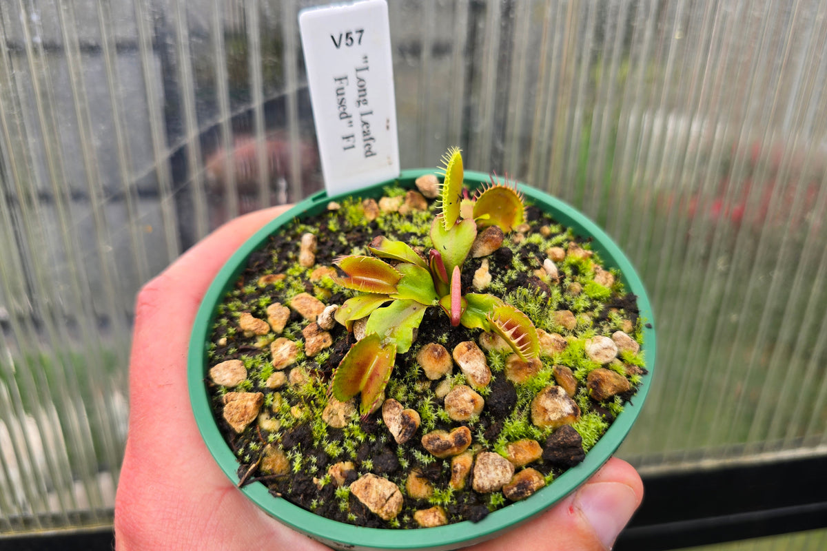 Dionaea muscipula "Long Leafed Fused" F1 - Venus Fly Trap