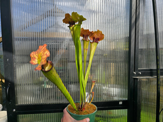 Sarracenia 'Deep Throat' x 'Adrian Slack' - American Pitcher Plant
