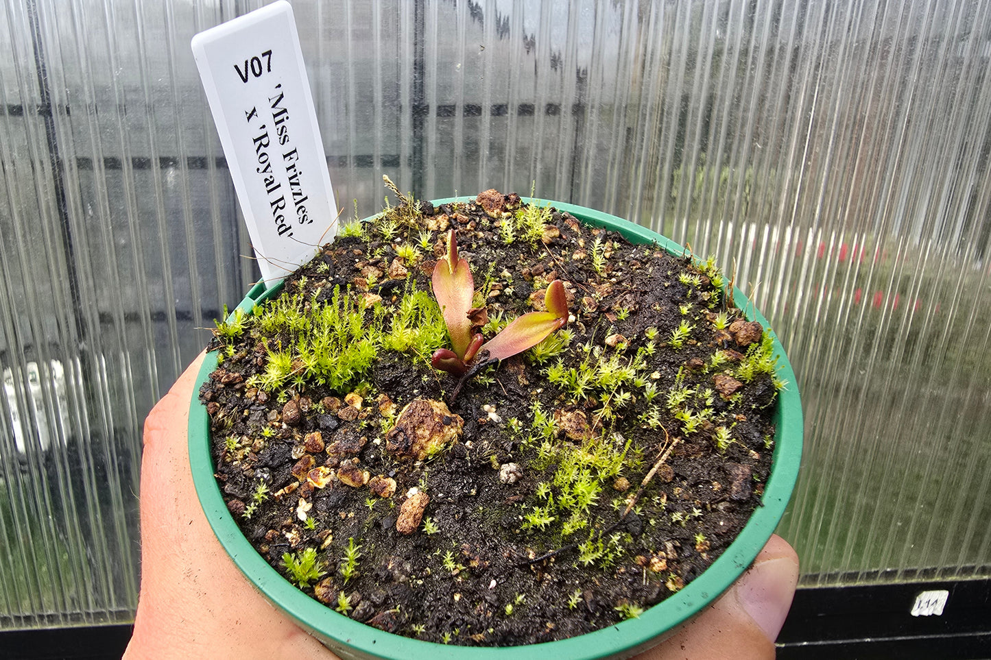 Dionaea muscipula 'Miss Frizzles' x 'Royal Red' Clone 1 - Venus Fly Trap