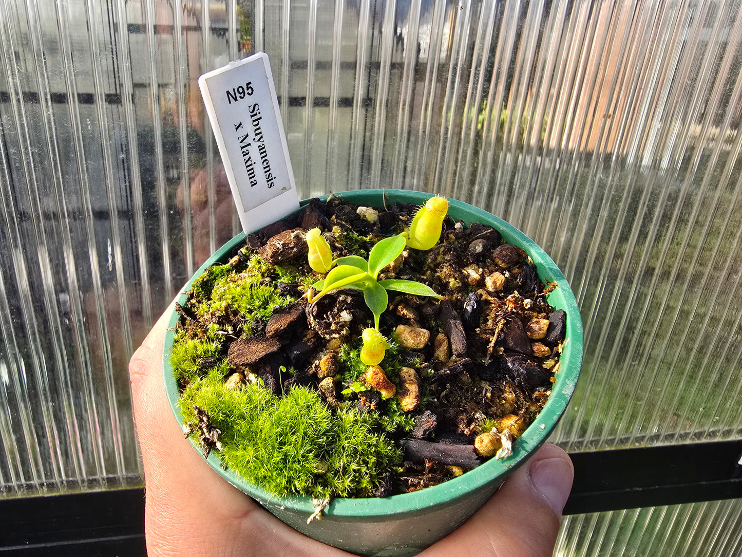 Nepenthes sibuyanensis x maxima  - Intermediate Tropical Pitcher Plant