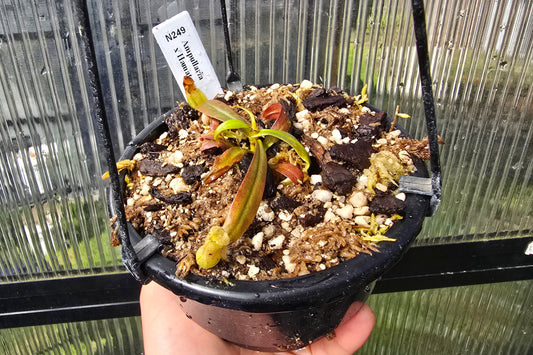 Nepenthes ampullaria x hamata - Intermediate Tropical Pitcher Plant
